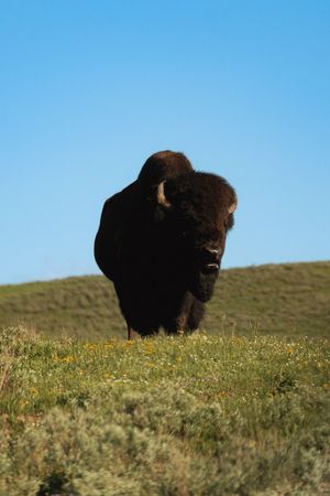 A bison standing in a grassy field with small white and yellow wildflowers. Clear blue sky in the top half.